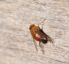 Calliphora ochracea