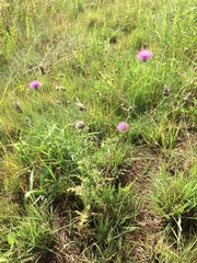 Cirsium texanum