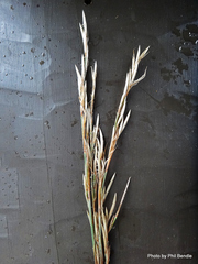 Rhodocoma fruticosa