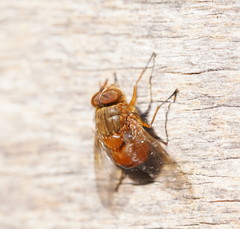 Calliphora ochracea