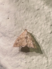 Scybalistodes periculosalis