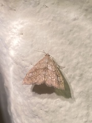 Scybalistodes periculosalis