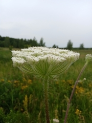 Silphiodaucus prutenicus