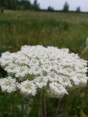 Silphiodaucus prutenicus