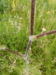 Silphiodaucus prutenicus