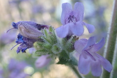 Penstemon anguineus