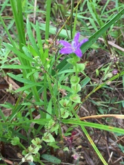 Triodanis perfoliata