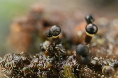 Elaeomyxa cerifera