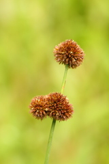 Juncus bolanderi