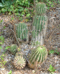 Trichocereus huascha