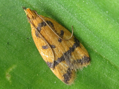 Periacma delegata