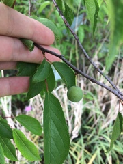 Prunus rivularis