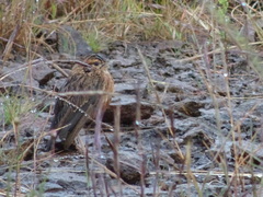 Chersomanes albofasciata