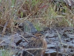 Chersomanes albofasciata