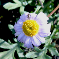 Brachyscome multifida