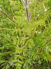 Silphiodaucus prutenicus