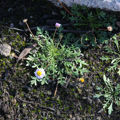 Brachyscome multifida