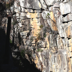 Callitris endlicheri