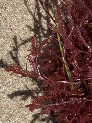 Microcladia coulteri