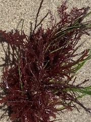 Microcladia coulteri