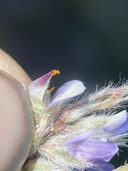 Lupinus lepidus utahensis