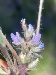 Lupinus lepidus utahensis
