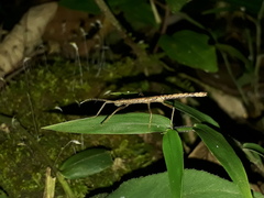 Pygirhynchus toledopizai