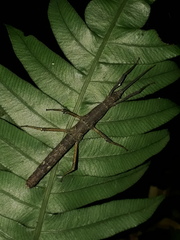 Pygirhynchus toledopizai