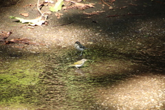 Phylloscopus coronatus