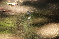 Phylloscopus coronatus