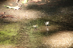 Phylloscopus coronatus