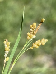 Carex aurea