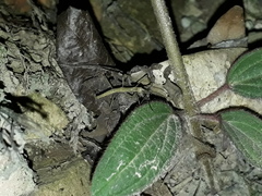 Pygirhynchus toledopizai