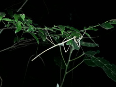 Otocrania pleuracantha