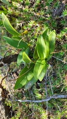 Dendrocoryne