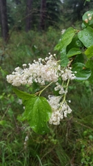 Ceanothus sanguineus