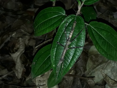 Pygirhynchus toledopizai