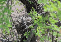 Campylorhynchus brunneicapillus