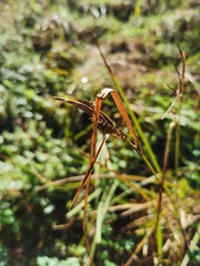 Carex lessoniana
