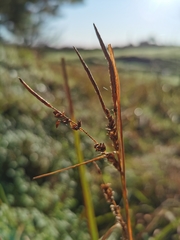 Carex lessoniana