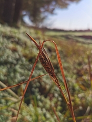 Carex lessoniana