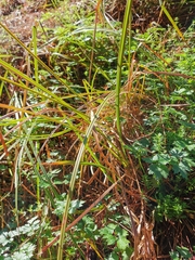 Carex lessoniana