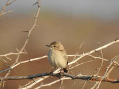 Saxicola macrorhynchus