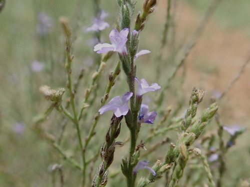 verbena halei