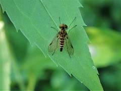 Chrysopilus fasciatus
