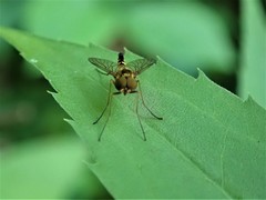 Chrysopilus fasciatus