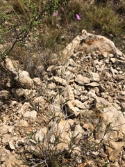 Boerhavia linearifolia