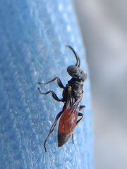 Miscophini