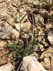 Boerhavia linearifolia