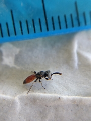 Miscophini